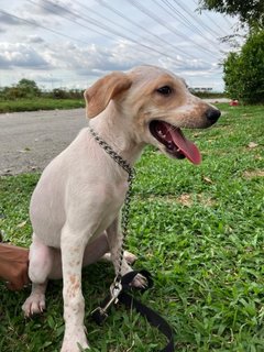 Arial  - Mixed Breed Dog