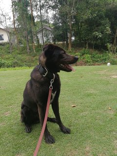 Xiao Hei - Labrador Retriever Mix Dog