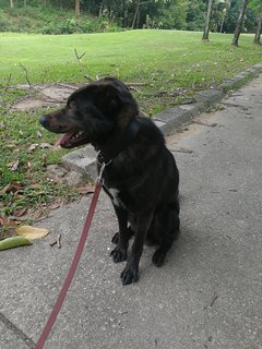 Xiao Hei - Labrador Retriever Mix Dog