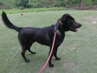 Xiao Hei - Labrador Retriever Mix Dog