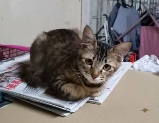 Tabby Girl - Domestic Short Hair + Tabby Cat