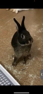 Cute Rabbit - Netherland Dwarf Rabbit