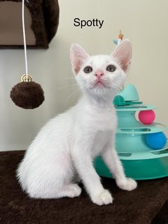 Spottyy Adopted - Domestic Short Hair Cat