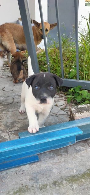 Oreo - Mixed Breed Dog