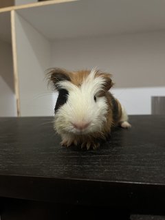 Daisy - Guinea Pig Small & Furry