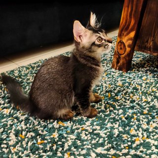  Zicco - Maine Coon + Domestic Long Hair Cat