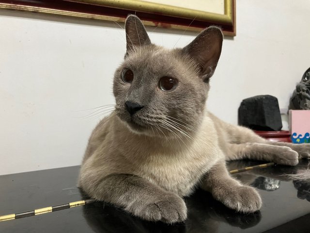 Sammy 2 - Siamese Cat