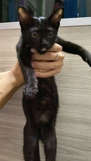 黑黑 - Domestic Short Hair Cat