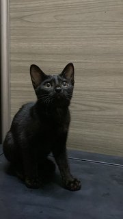 黑黑 - Domestic Short Hair Cat