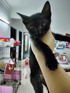 Mother And 6 Babies - Domestic Short Hair Cat