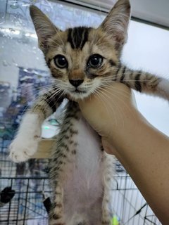 Mother And 6 Babies - Domestic Short Hair Cat