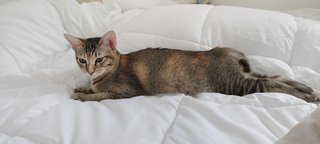 Teapot - Domestic Short Hair + Calico Cat