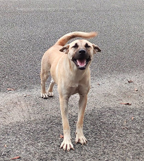 Coco - Mixed Breed Dog