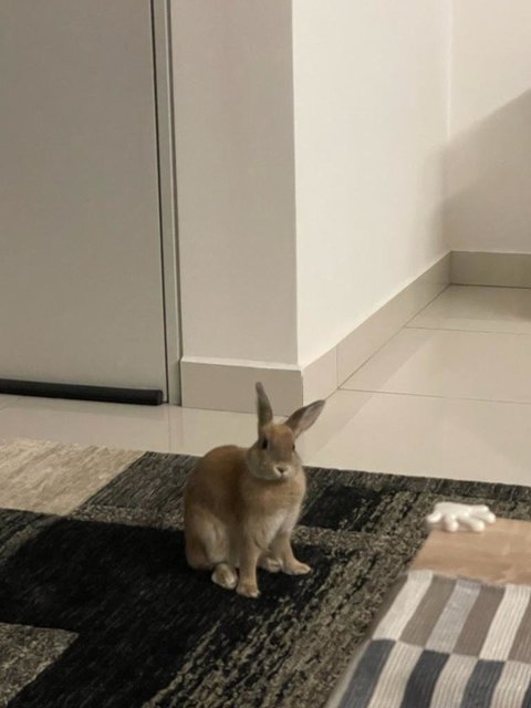 Koko Bunny (2.5 Years Old) - Netherland Dwarf Rabbit