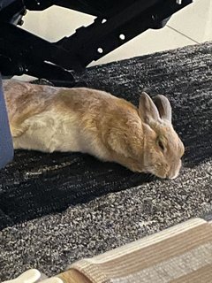 Koko Bunny (2.5 Years Old) - Netherland Dwarf Rabbit