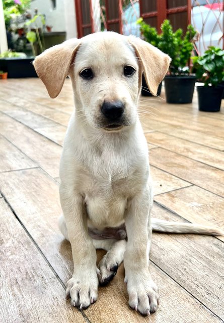 Cream - Labrador Retriever + Beagle Dog