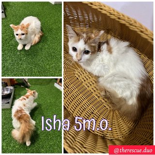 Isha - Domestic Long Hair Cat