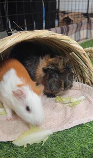 3 Guinea Pig - Guinea Pig Small & Furry