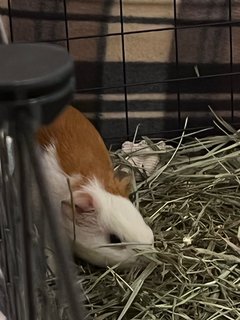 3 Guinea Pig - Guinea Pig Small & Furry