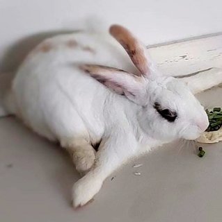 Sundae Vanilla  - Dwarf Rabbit