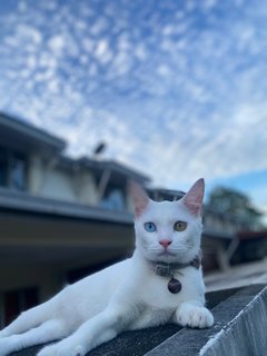 Sailormoon - Domestic Short Hair Cat