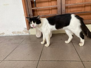 Oreo - Domestic Short Hair Cat