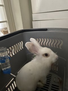 Bunny - Angora Rabbit Rabbit