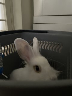 Bunny - Angora Rabbit Rabbit