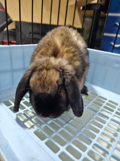 Uni - Holland Lop Rabbit