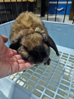 Uni - Holland Lop Rabbit