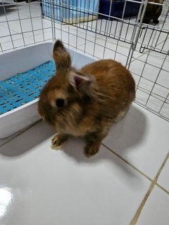 Uni - Holland Lop Rabbit