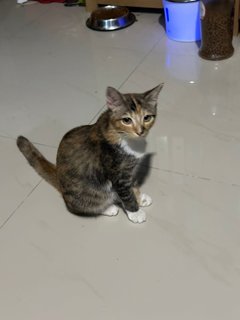 Chichii - Domestic Short Hair Cat