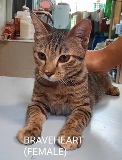 Braveheart, Noisy &amp; Timid - Domestic Short Hair Cat