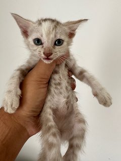 Abc - Domestic Short Hair Cat