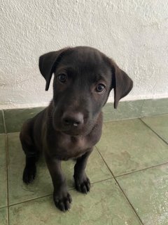 Black Puppy - Mixed Breed Dog