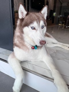 Lambo - Siberian Husky Dog