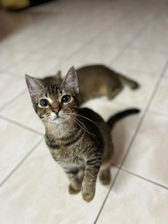 Brownie &amp; Mona - Domestic Short Hair Cat