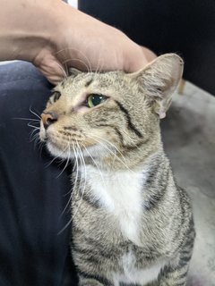 Tiger - Tabby + Domestic Short Hair Cat