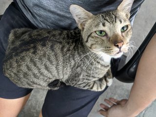 Tiger - Tabby + Domestic Short Hair Cat