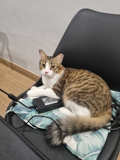 Timber stealing warmth from the laptop charger