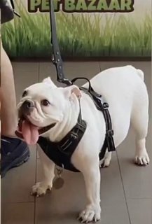 Estupendo - English Bulldog Dog