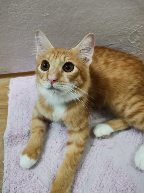 Orange - Domestic Medium Hair Cat