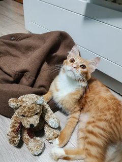 Orange - Domestic Medium Hair Cat