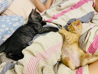 Oyen &amp; Black  - Bengal + Persian Cat