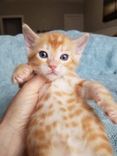 Oyen &amp; Black  - Bengal + Persian Cat