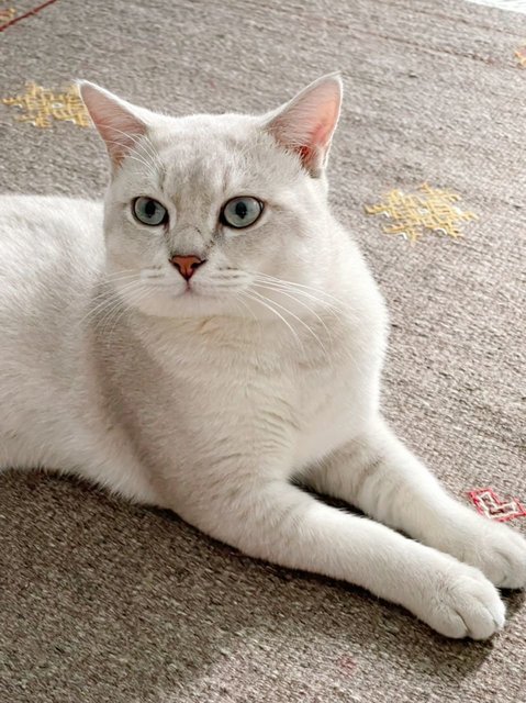 Hensem - Domestic Short Hair + British Shorthair Cat