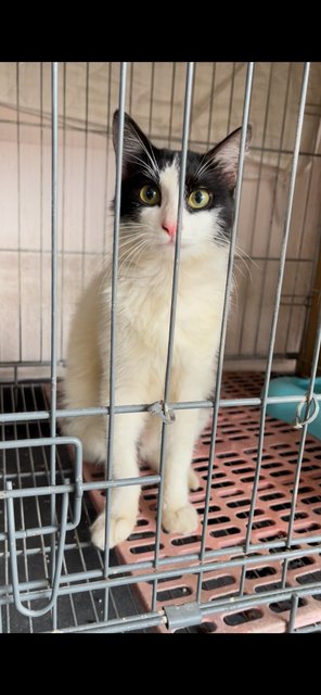 Bunny - Domestic Short Hair + Bobtail Cat