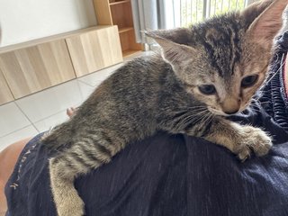 Meimei 2 - Domestic Short Hair Cat