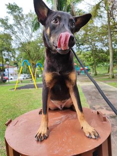 Kopi - Labrador Retriever Mix Dog