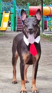 Kopi - Labrador Retriever Mix Dog